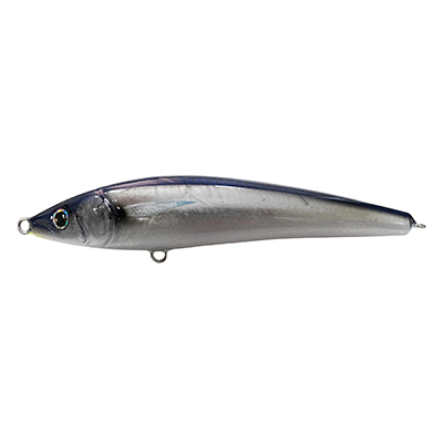 SAURY HALF BEAK
